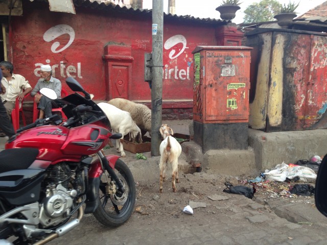 Mumbai Goats